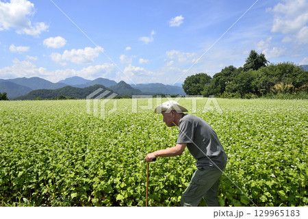 杖を使用してソバ畑を散策している老人 129965183