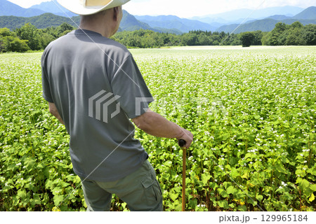 杖を使用してソバ畑を散策している老人 129965184