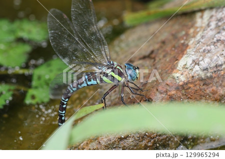 オオルリボシヤンマ 129965294
