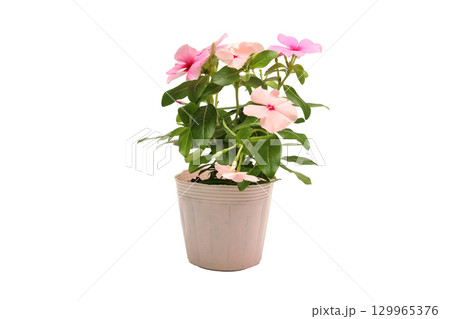 白背景のニチニチソウのポット苗 129965376