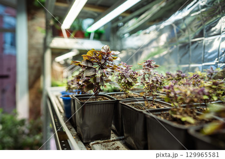 Pots with Pixie Wood purple basil on shelves in mini greenhouse or indoor garden 129965581