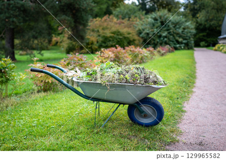 Wheelbarrow filled with mulch and compost made from leaves and organic matter in garden. Zero waste 129965582