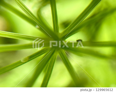 An Artistic Abstract Representation of a Green Plant Structure Featuring Unique Spiky Attributes 129965612