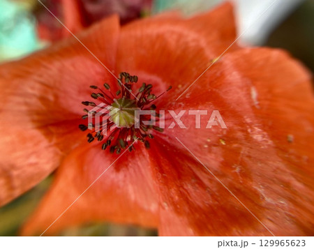A CloseUp View of a Vibrant Orange Flower in Full Bloom, Showcasing Its Natural Beauty and Details 129965623