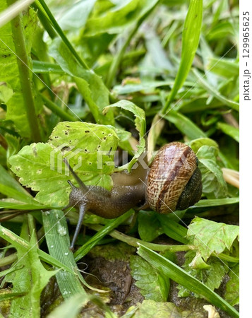 This is a closeup image featuring a snail slowly crawling across the dewcovered grass 129965625