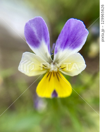 An Exquisite CloseUp of a Beautiful Purple and Yellow Flower Captured in Nature 129965626
