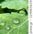 A CloseUp View of Dew Drops Resting on Fresh Green Leaves in Natures Beautiful Landscape 129965639