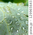 Closeup view of exquisite Water Droplets resting delicately on a Leaf Natures true Beauty 129965643