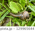 A closeup image captures a snail moving gracefully on lush green grass with leaves 129965644