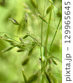 An upclose view of delicate green grass highlighting its beautiful seed pods and rich details 129965645