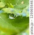 A stunningly beautiful glistening water droplet resting on a vibrant green leaf in nature 129965646