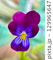 A Vibrant Purple Flower Delightfully Captured in a Gentle Soft Focus for Artistic Appeal 129965647