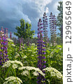 Vibrant Lupine Flowers in a Beautiful and Lush Garden Setting Surrounded by Natures Splendor 129965649
