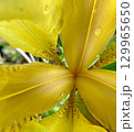 A Stunningly Beautiful and Vibrant Yellow Flower Glimmering with Raindrops on Each Petal 129965650