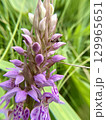 A Stunningly Beautiful Purple Orchid in Full Bloom, Showcasing Natures Intricate Design 129965651