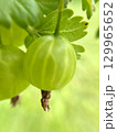 Fresh and vibrant Green Gooseberry growing steadily on the Vine, ready for harvest soon 129965652