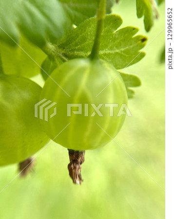 Fresh and vibrant Green Gooseberry growing steadily on the Vine, ready for harvest soon 129965652