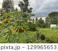 A Beautiful and Lush Garden Featuring Bright Sunflowers Set Against a Cloudy Sky 129965653