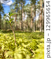 A Young Green Sprout Thrives in Vibrant, Lush Forest Surroundings Beneath a Bright Sky 129965654