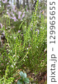 Lush Greenery and Delicate Flowers Flourishing in a Beautiful Natural Setting Outdoors 129965655