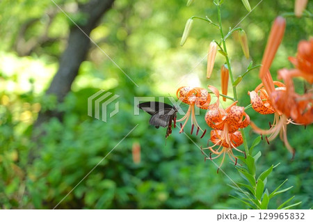 黒い蝶と百合の花 黒い蝶と百合の花 129965832