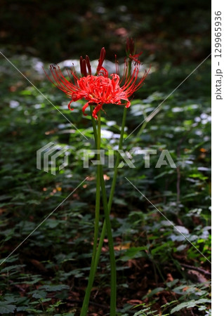赤い彼岸花 129965936