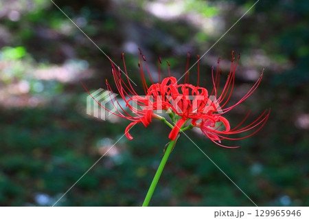 赤い彼岸花 129965946