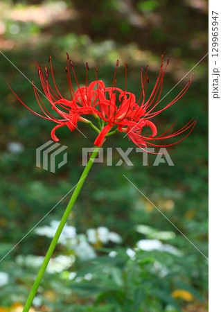 赤い彼岸花 赤い彼岸花 129965947