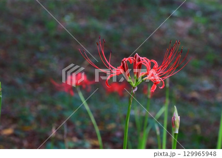 赤い彼岸花 129965948