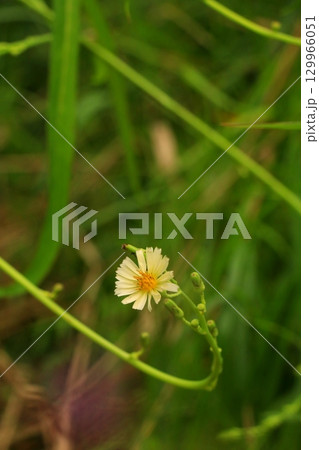 アキノノゲシ 129966051