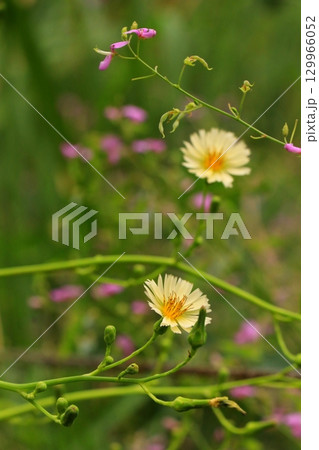 秋の野原に咲くアキノノゲシの花 秋の野原に咲くアキノノゲシの花 129966052