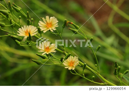 秋の野原に咲くアキノノゲシの花 秋の野原に咲くアキノノゲシの花 129966054