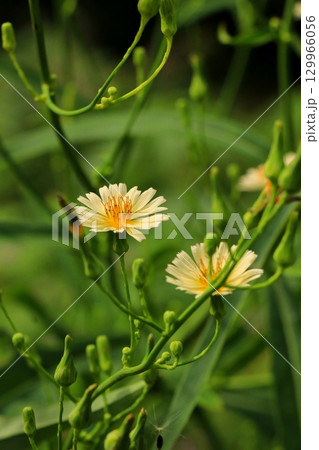 秋の野原に咲くアキノノゲシの花 129966056