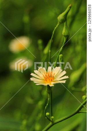 秋の野原に咲くアキノノゲシの花 129966058