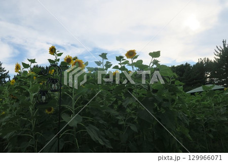 夏の空と黄色い花 夏の空と黄色い花 129966071