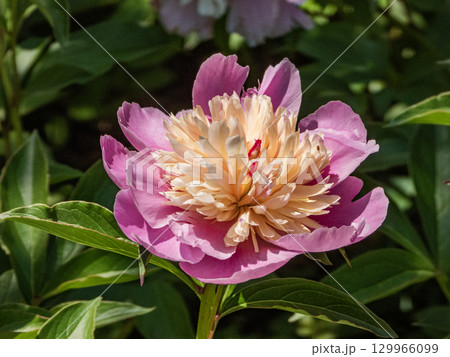 お茶屋屋敷園内の景色 129966099