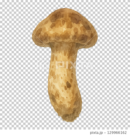 用水彩畫的松茸蘑菇的插圖 用水彩畫的松茸蘑菇的插圖 129966162