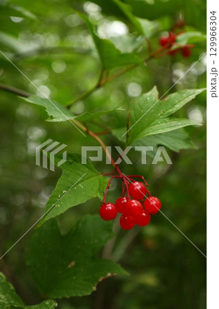 Bright red viburnum berries on branch 129966304