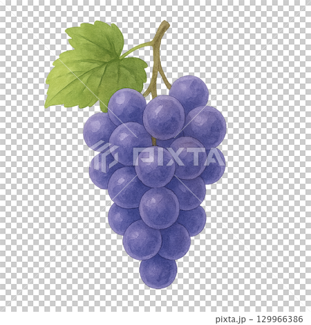 Watercolor style grapes 129966386