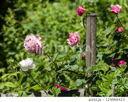 美濃赤坂お茶屋屋敷園内園内の景色 129966423