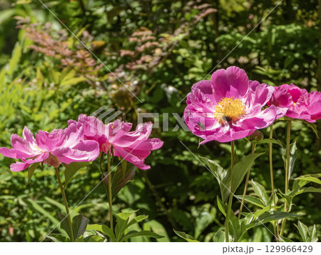 お茶屋屋敷園内の景色 お茶屋屋敷園内の景色 129966429