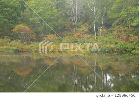 霧のかかる紅葉の森 129966450