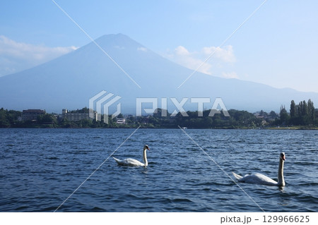 白鳥が泳ぐ真夏の河口湖 129966625