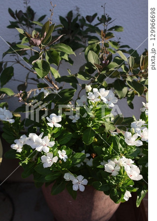 西洋ニンジンボクと小さなニチニチソウの寄せ植え 129966698