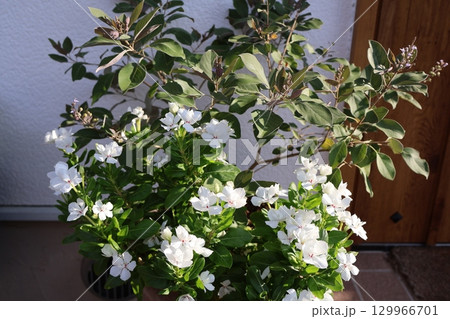 西洋ニンジンボクと小さなニチニチソウの寄せ植え 129966701