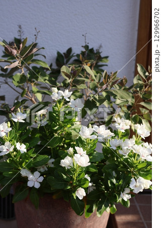 西洋ニンジンボクと小さなニチニチソウの寄せ植え 129966702