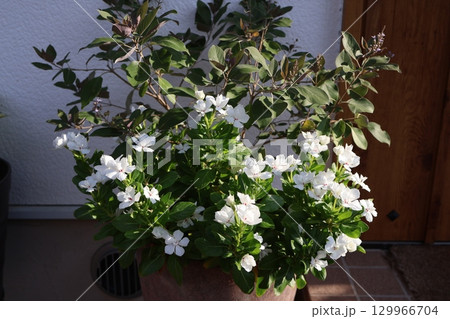 西洋ニンジンボクと小さなニチニチソウの寄せ植え 129966704