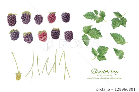 水彩で描いたブラックベリーのイラストパーツセット 水彩で描いたブラックベリーのイラストパーツセット 129966801