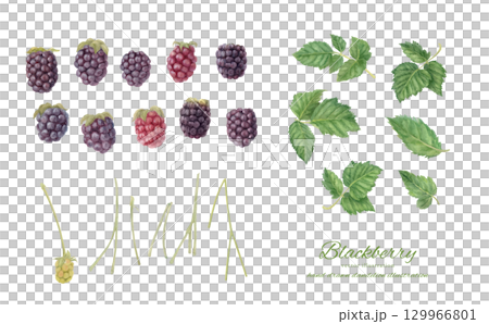 黑莓水彩插圖部件集 黑莓水彩插圖部件集 129966801
