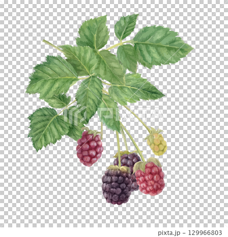 水彩で描いたブラックベリーのイラスト 129966803